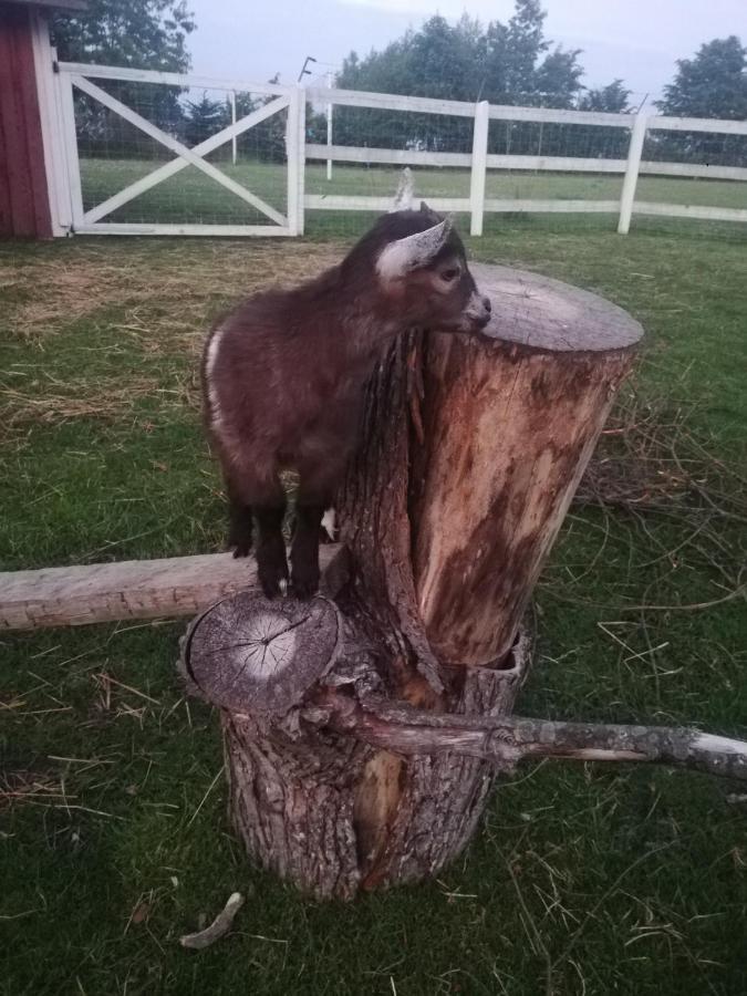 Babie Lato Villa Wlodarka Bagian luar foto