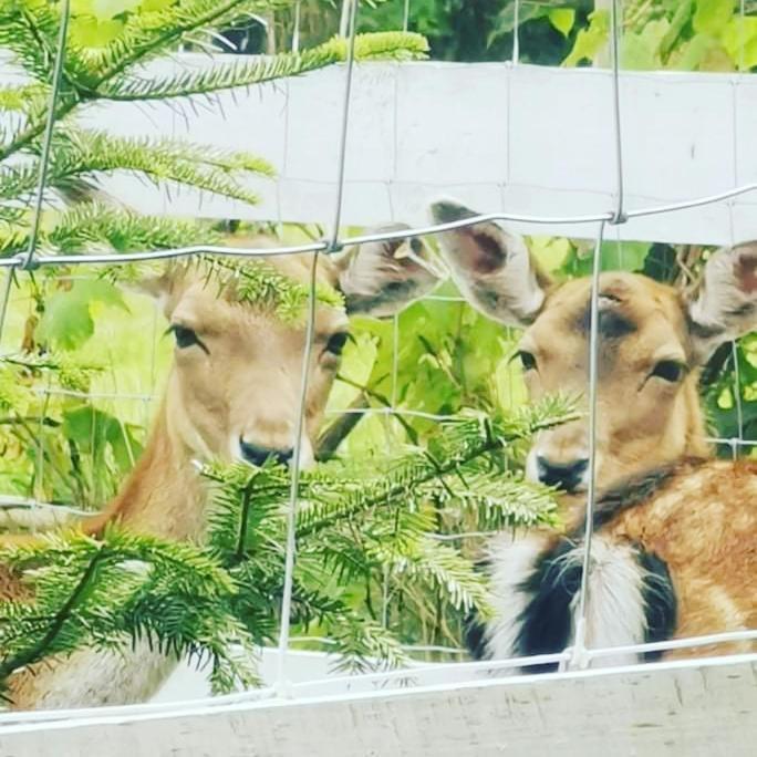 Babie Lato Villa Wlodarka Bagian luar foto